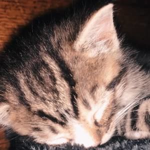 Meet your Posher, Jackson